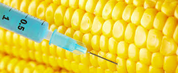 Le Parlement européen s’oppose une nouvelle fois à la Commission européenne sur les OGM, le glyphosate et les néonicotinoïdes