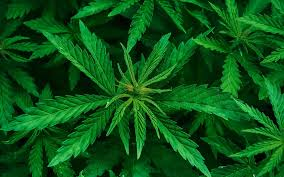 Cannabis thérapeutique : c’est pas OCB, mais CBD !