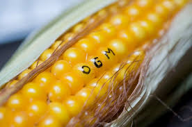Nouveaux OGM : Non les européens ne sont pas des cobayes !