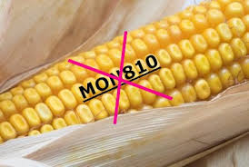 NON aux OGM : le Glyphosate est de retour