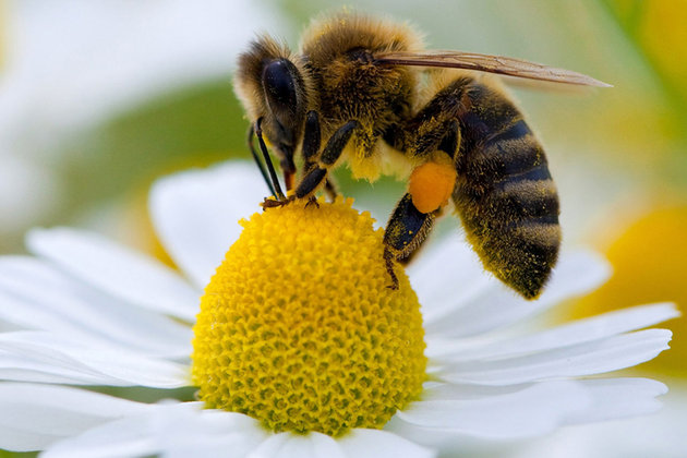 Le match « abeilles / lobby des pesticides » se jouera ce mercredi au Parlement européen