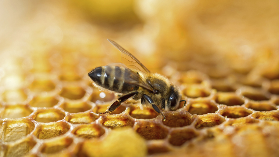 Du miel et pas d’abeilles